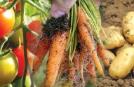 top-10-veg-beginners-guide