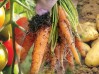 top-10-veg-beginners-guide
