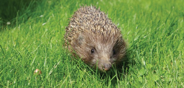 Hedgehog