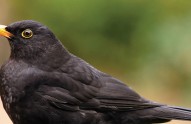 top-10-garden-birds