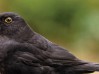 top-10-garden-birds