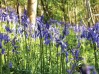 Bluebells3