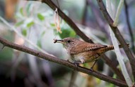 FOT-bird-eating-insect