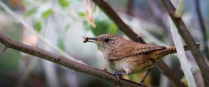 FOT-bird-eating-insect