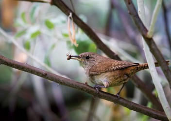 FOT-bird-eating-insect