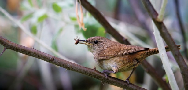 FOT-bird-eating-insect
