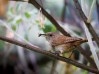 FOT-bird-eating-insect