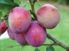 FOT-plums