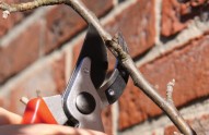 Pruning-an-apple