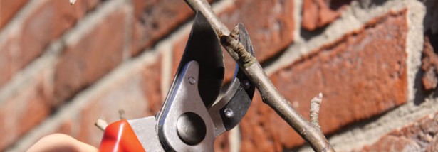 Pruning-an-apple