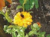 bee-on-calendula