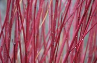 dogwood-CREDIT-Noel-Zia-Lee