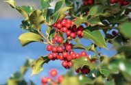 holly-berries-CREDIT-molaje