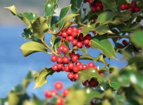 holly-berries-CREDIT-molaje