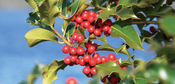 holly-berries-CREDIT-molaje