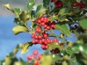 holly-berries-CREDIT-molaje