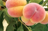 peaches