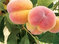 peaches