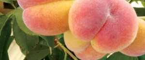 peaches