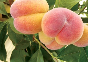 peaches