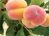 peaches