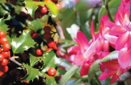 top-10-xmas-plants