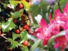 top-10-xmas-plants