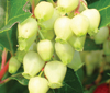 Arbutus-unedo