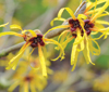 Hamamelis-mollis