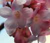 Viburnum-x-bodnantense-Dawn