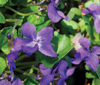 Viola-odorata