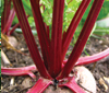beetroot