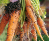 carrot