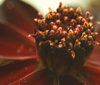 cosmos-atrosanguineus