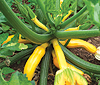courgette
