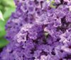 heliotropium-arborescens