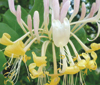 lonicera-periclymenum