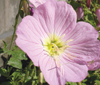 oenothera-caespitosa