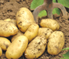 potato