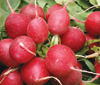 radish