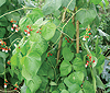 runner-beans