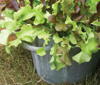 salad-leaves
