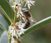 sarcococca-hookeriana-var-humilis