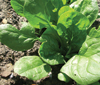 spinach