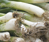 spring-onion