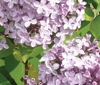 syringa-vulgaris