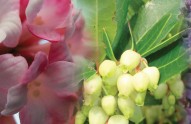 top-10-fragrant-plants