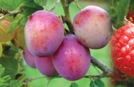 top-10-fruits-planting-beginners-guide