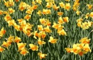 Burghley House - gardens