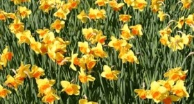 Burghley House - gardens